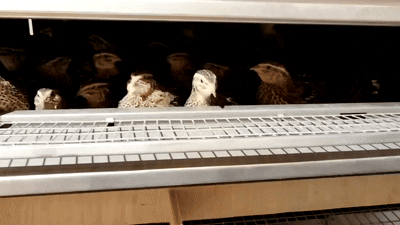 Чем меньше я зарабатываю на яйцах, тем больше приносит ферма