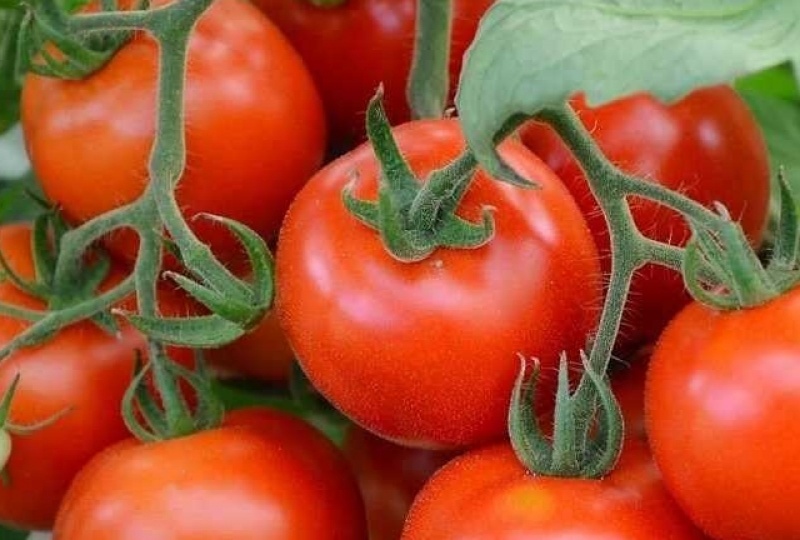 Фитофтора не приговор: сорта-рекордсмены по устойчивости и стратегия защиты