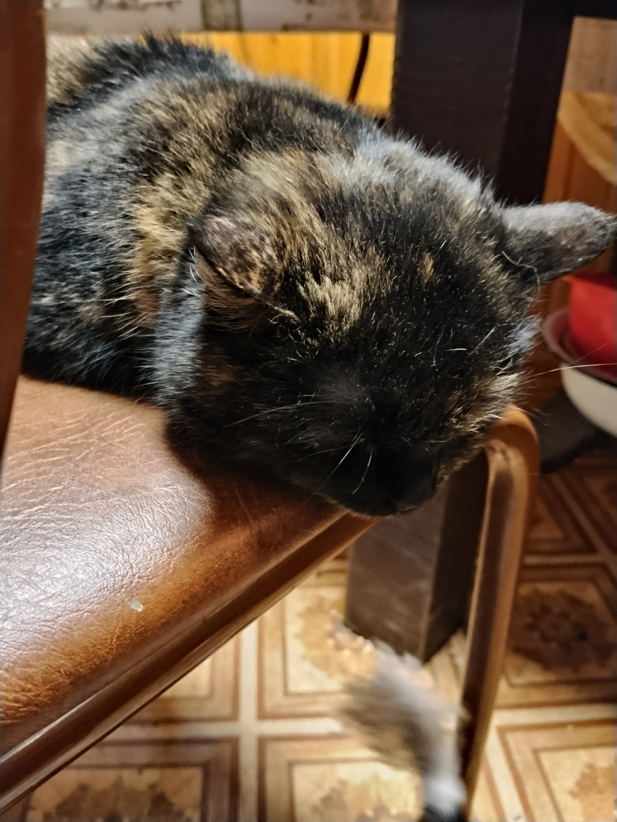 Фото автора. Пятнашка сверху наблюдает за Боней. В кадр попал и хвост Бони🤣