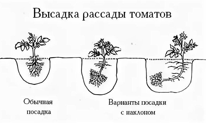 Как правильно заглублять рассаду при посадке: агрономическое руководство для каждого вида