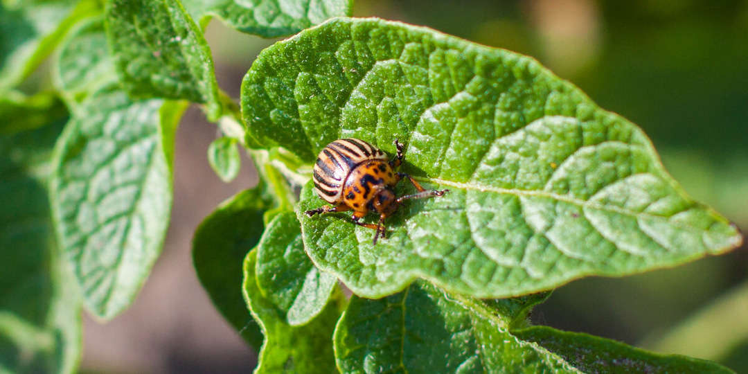 Колорадский жук под контролем: тактика защиты и обзор эффективных препаратов