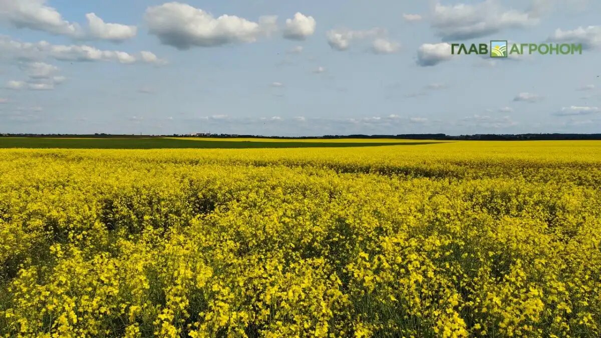 Фото:© Анна Кислекова / Glavagronom.ru
Посевные площади под рапсом в России: что меняется к 2026 году