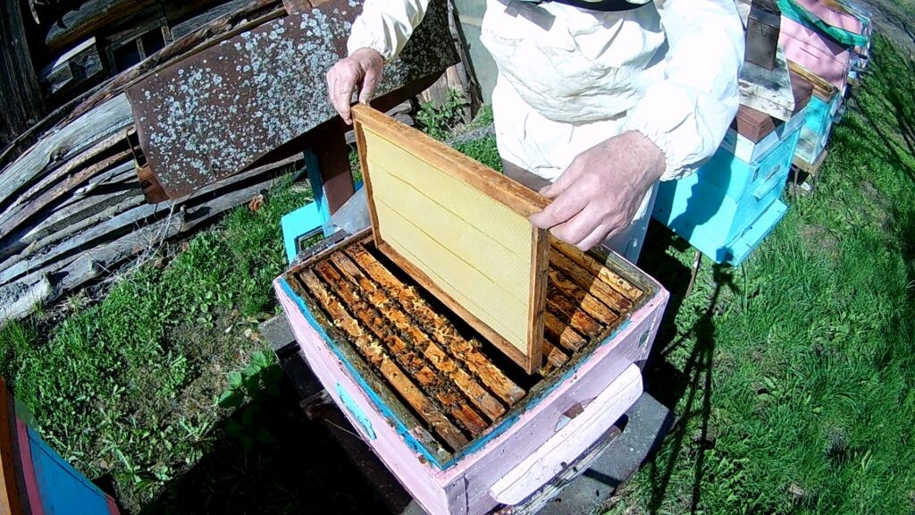 Первая рамка с вощиной между расплодом в апреле.