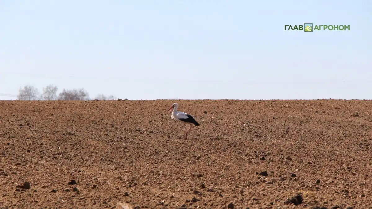 Фото:© Владимир Исаенко / Glavagronom.ru
«Не будет почв – не будет России»: эксперты призвали к немедленному переходу на почво- и влагосберегающее земледелие
