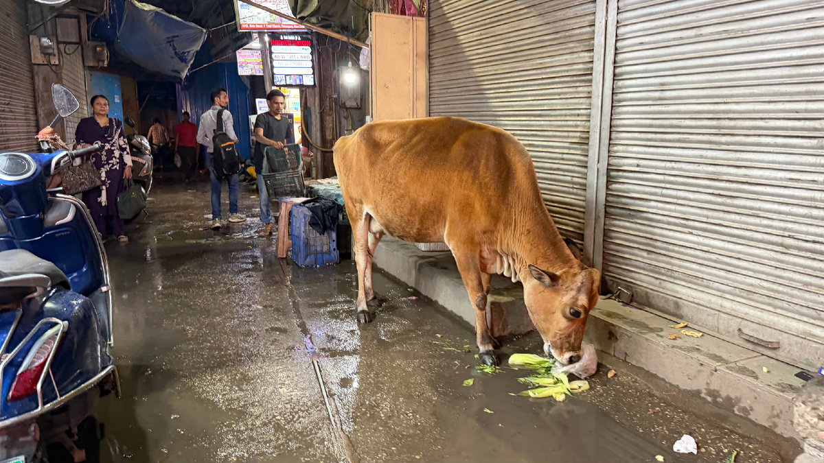 Корова ест в ночном переулке Дели. Люди проходят мимо — никто не обращает внимания