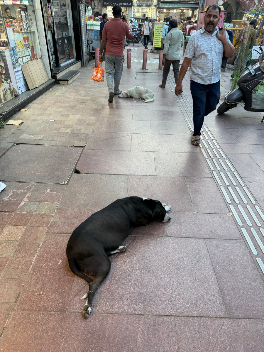Две собаки спят посреди тротуара в торговом квартале. Прохожие огибают их как препятствие на дороге
