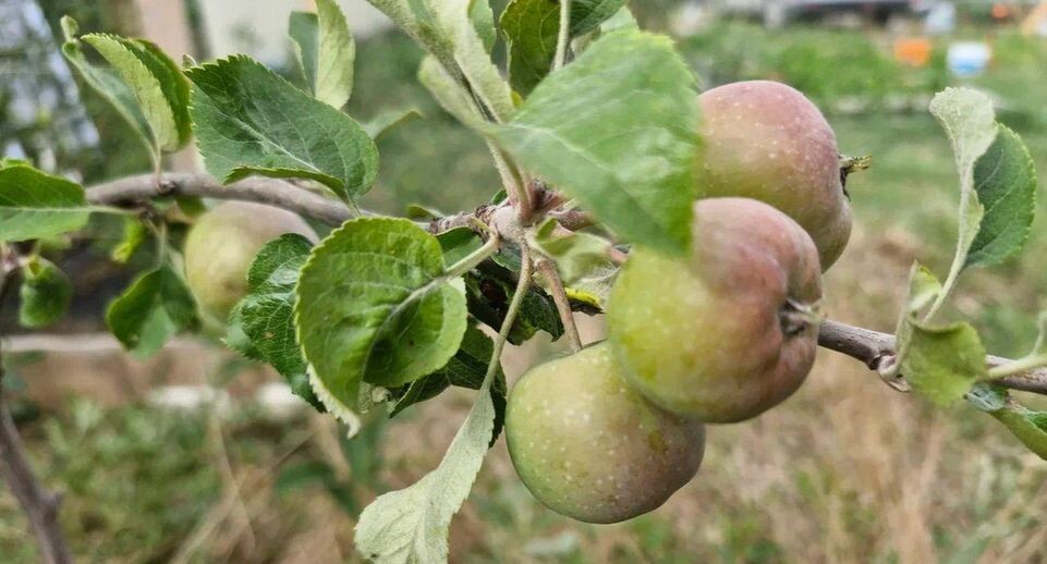 Дачникам Подмосковья назвали подкормку для яблонь — плоды вырастают крупнее и слаще