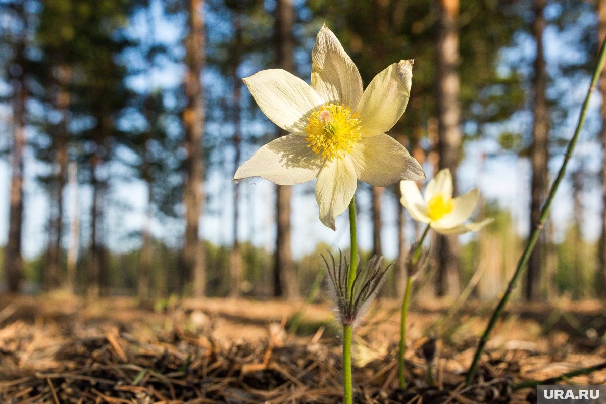     Прострел желтеющий (сон-трава) - редкий цветок, срывать который запрещено