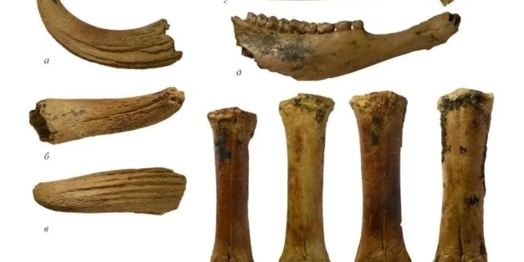 Ученые открыли новый вид бизонов по находкам из крымской пещеры Таврида