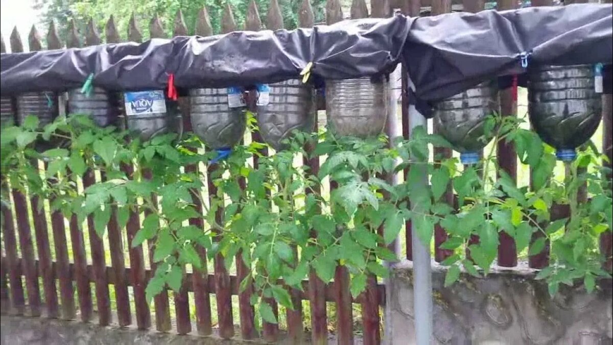 Выращивание томатов вверх ногами