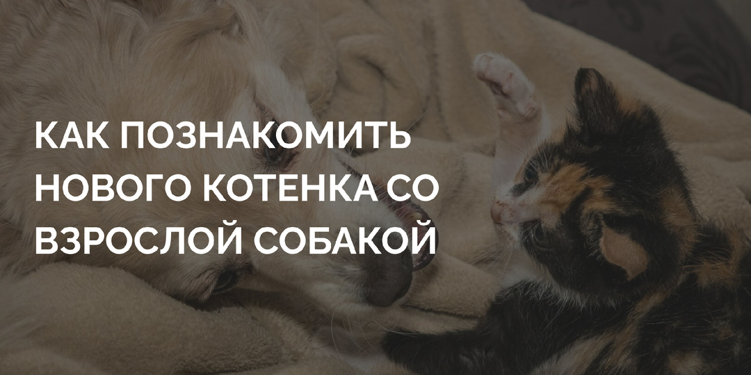 Как подружить взрослую собаку и маленького котенка, чтобы никто никого не съел: 5 золотых правил зоопсихолога