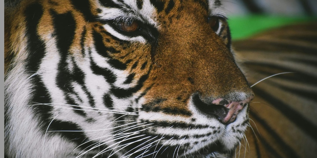 В Ростове возбудили уголовное дело после инцидента с тигром в цирке