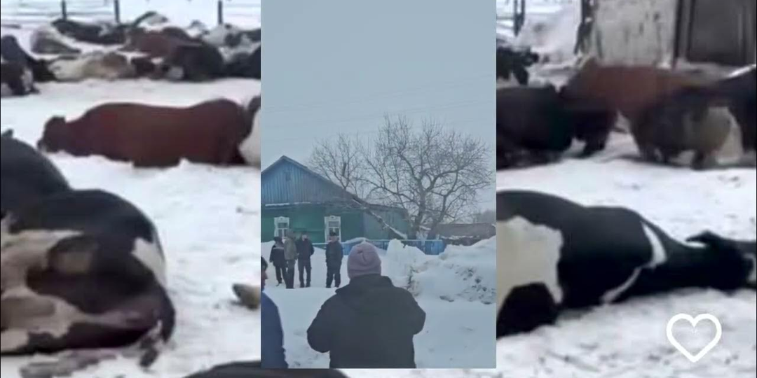 Кто на самом деле виноват в гибeли 90 тысяч коров и почему чиновники перекладывают ответственность на фермеров»