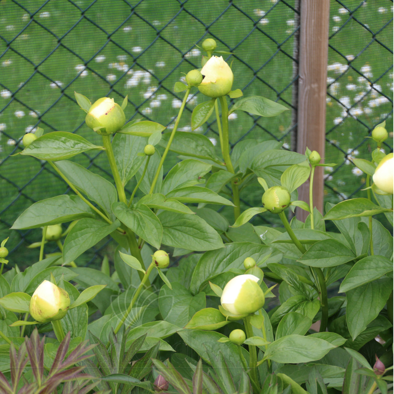 Фото Warmerdam Paeonia BV