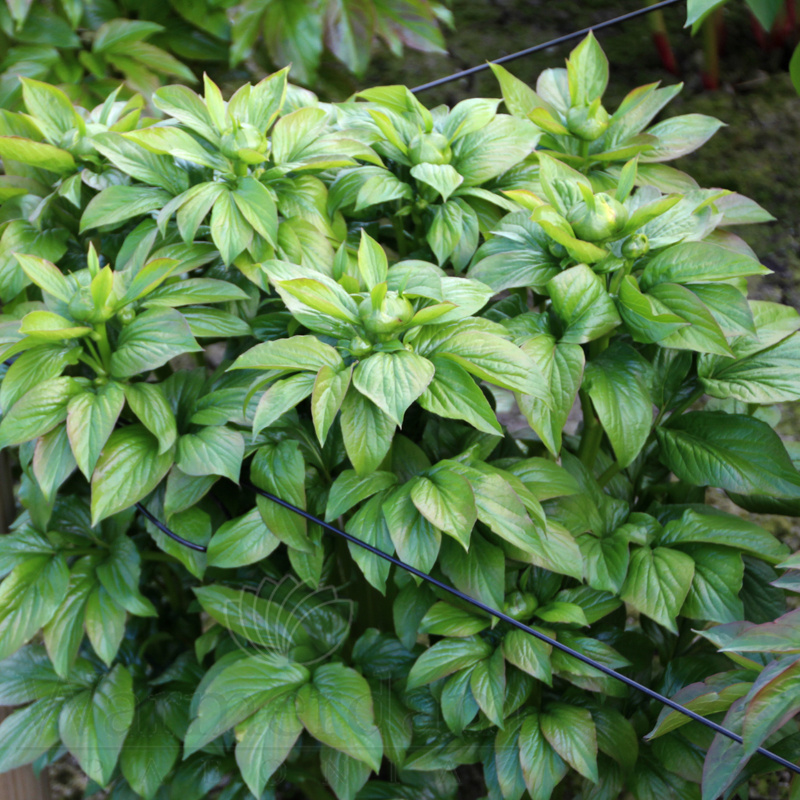 Фото Warmerdam Paeonia BV