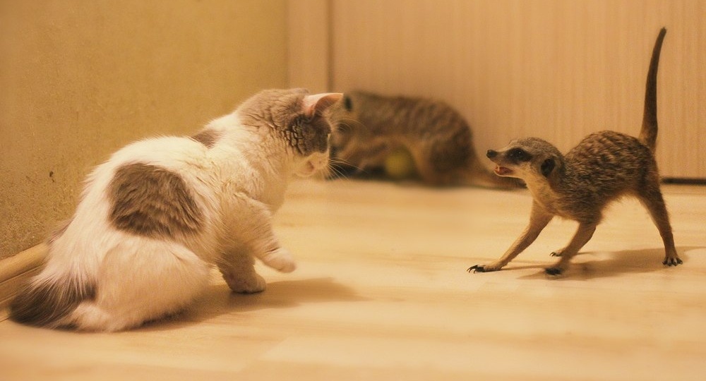 Можно ли держать дома суриката? Разбираемся в фактах и мифах