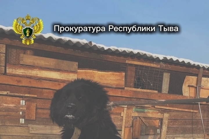 В Туве в суд направлено дело в отношении хозяйки собаки, которая сильно покусала лицо 7-летнего мальчика