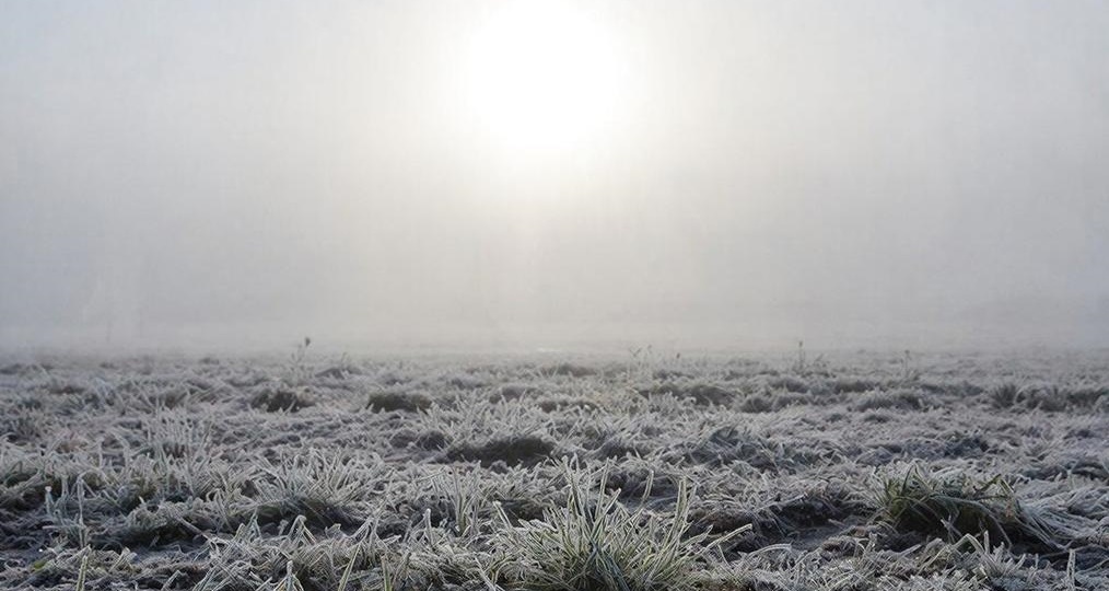 Апрельский мороз: в Ростовской области три ночи подряд прогнозируют заморозки