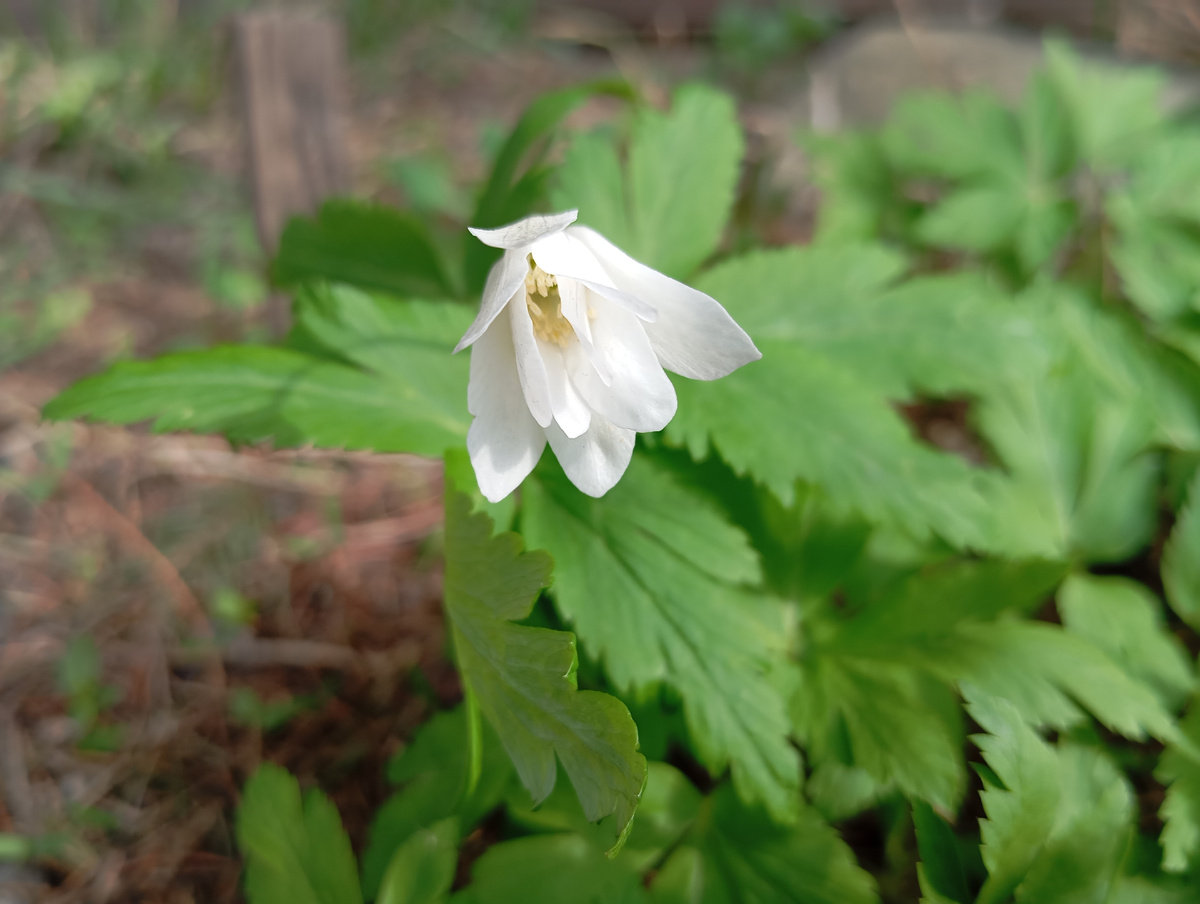 Ветреница дубравная (анемона дубравная)