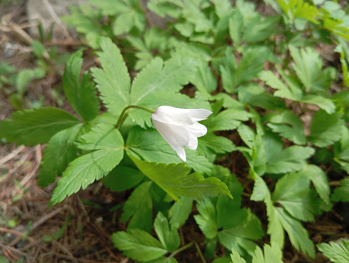 Вчера при +16 градусах цветок был полностью раскрыт, как ромашка, а сегодня при + 10 градусах Ветреница больше похожа на колокольчик. Но и в такой форме она притягивает к себе внимание на фоне редкой пока ещё зелени.