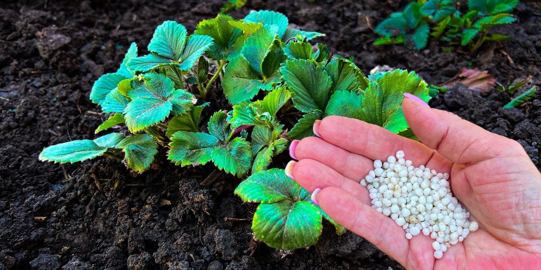 Чем подкормить клубнику в апреле