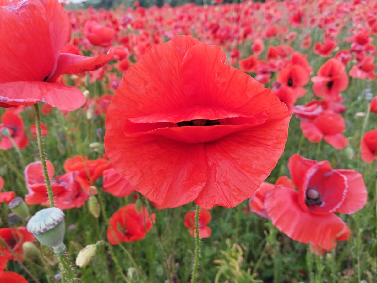 Картинка с канала Серафимы Керосиновой