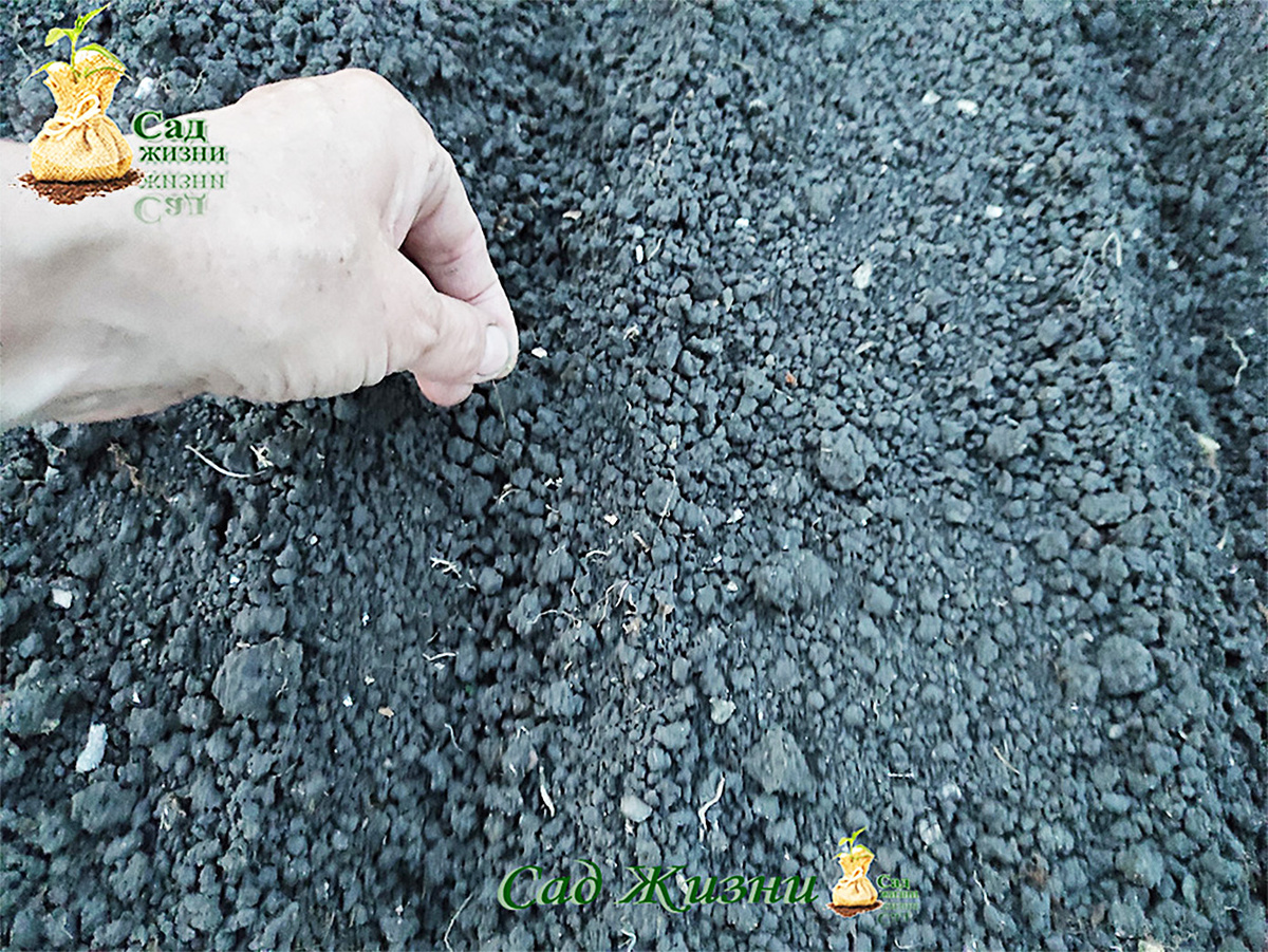 Свёкла может “зависнуть” в такой почве на недели — и это не редкость