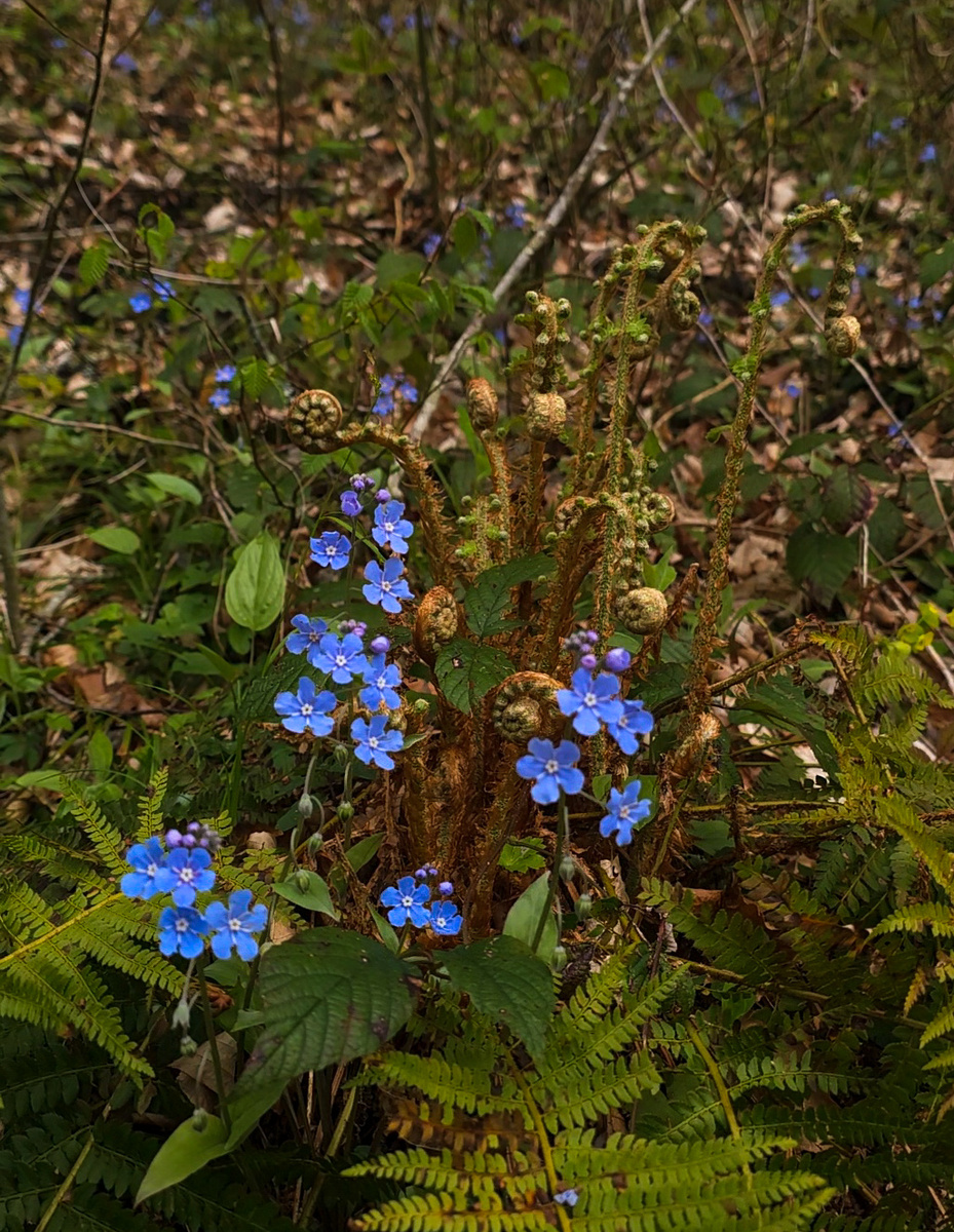 Букет из незабудок и папортоников