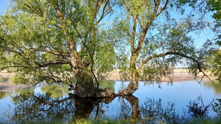 Вода начала выходить из берегов в Астраханской области при максимальных сбросах на Волжской ГЭС