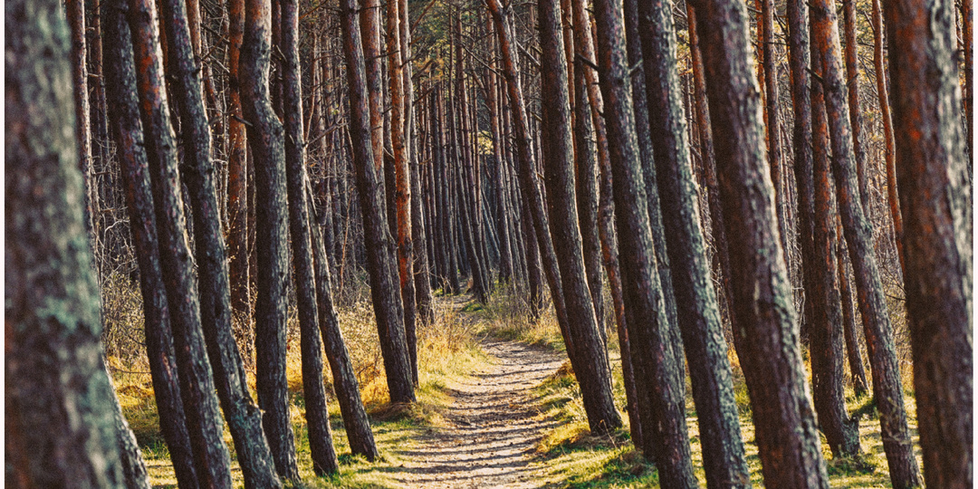 Прогулка по дюнам: оживающая природа Калининградской области