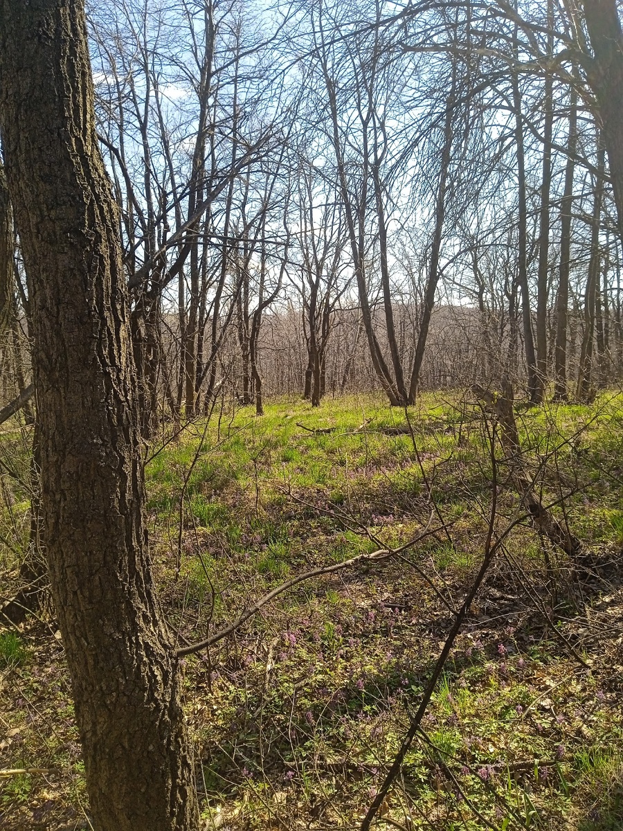 Отсюда виден противоположный склон большого оврага