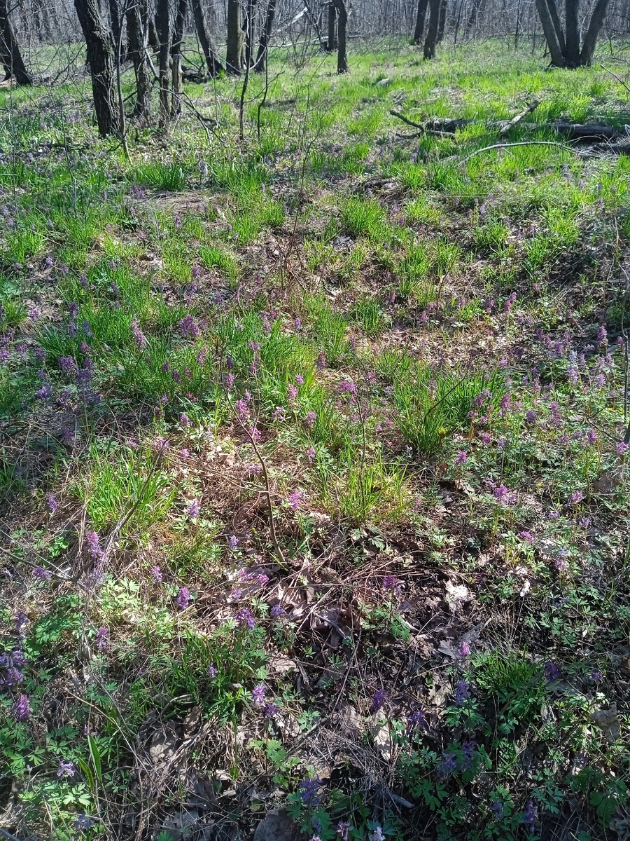 А под ногами мягкая лесная подстилка