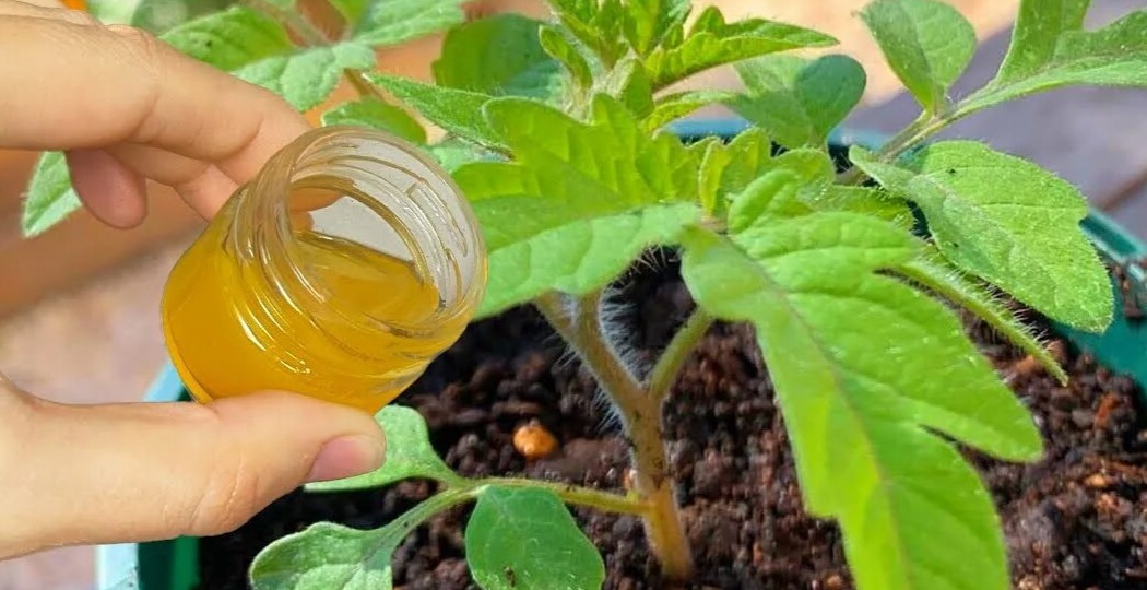 1-2 для и рассада томатов оживает: подкормки помидоров перед пересадкой в открытый грунт