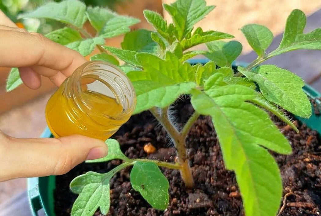 Подкормка томатов