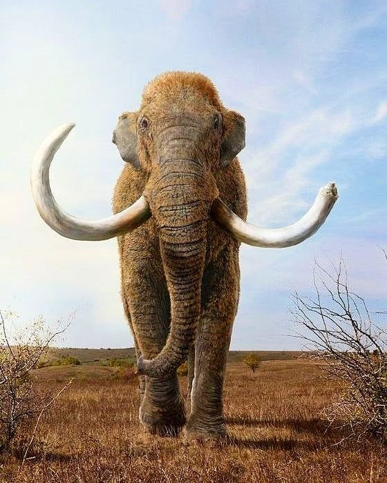 Степной мамонт  (Mammuthus trogontherii).