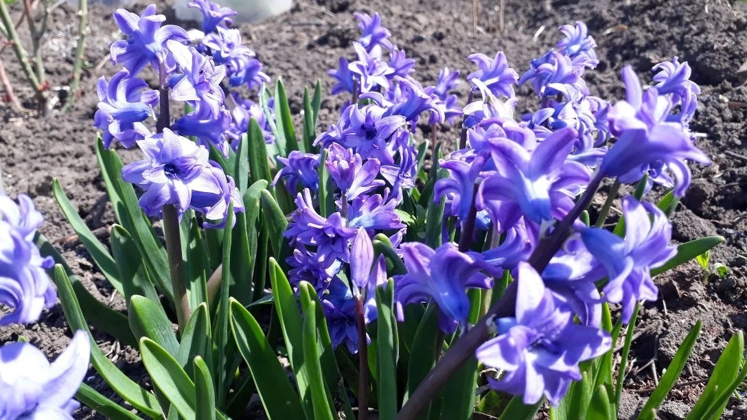 Фото прошлогоднее.