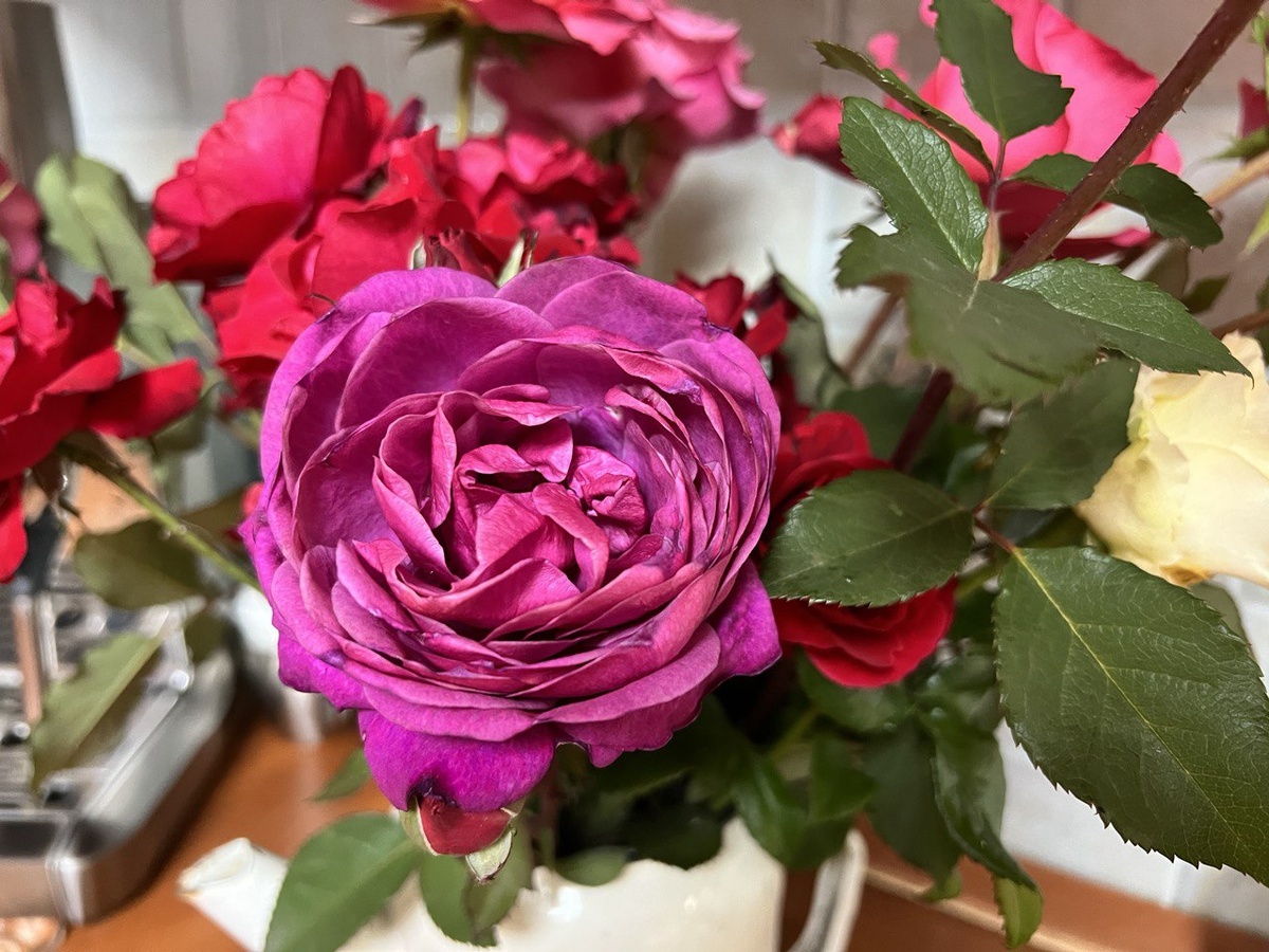 Роза Олд Порт в букете