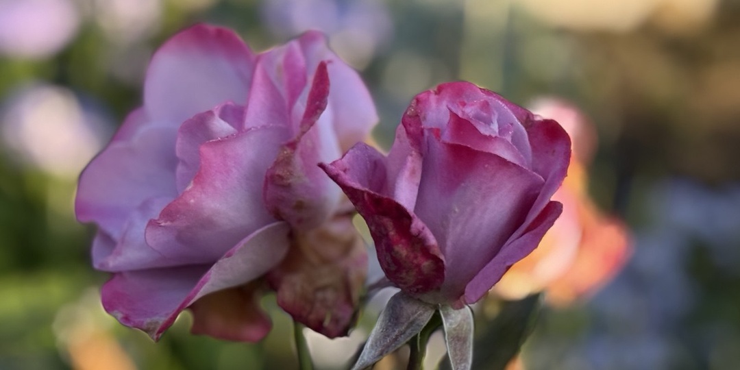 Роза «Олд Порт»: красивая, ароматная, седая, но рекомендовать не стану