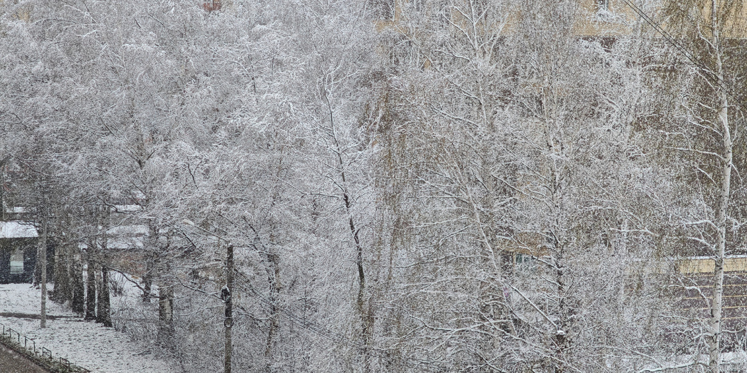 20 апреля выпал снег, а рассада в теплице.
