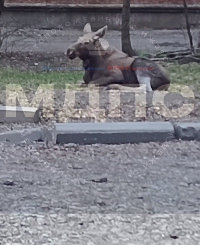  Фото: МДПС - Местоположение ДПС Ижевск (ЧП и ДТП)