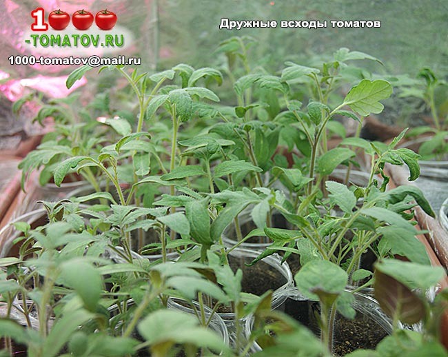 ТОМАТЫ – КАК УСКОРИТЬ РОСТ.