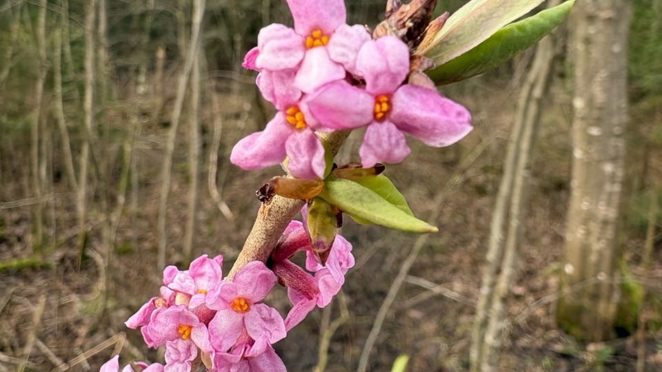 3 ЛИЦА ВОЛЧЬЕГО ЛЫКА