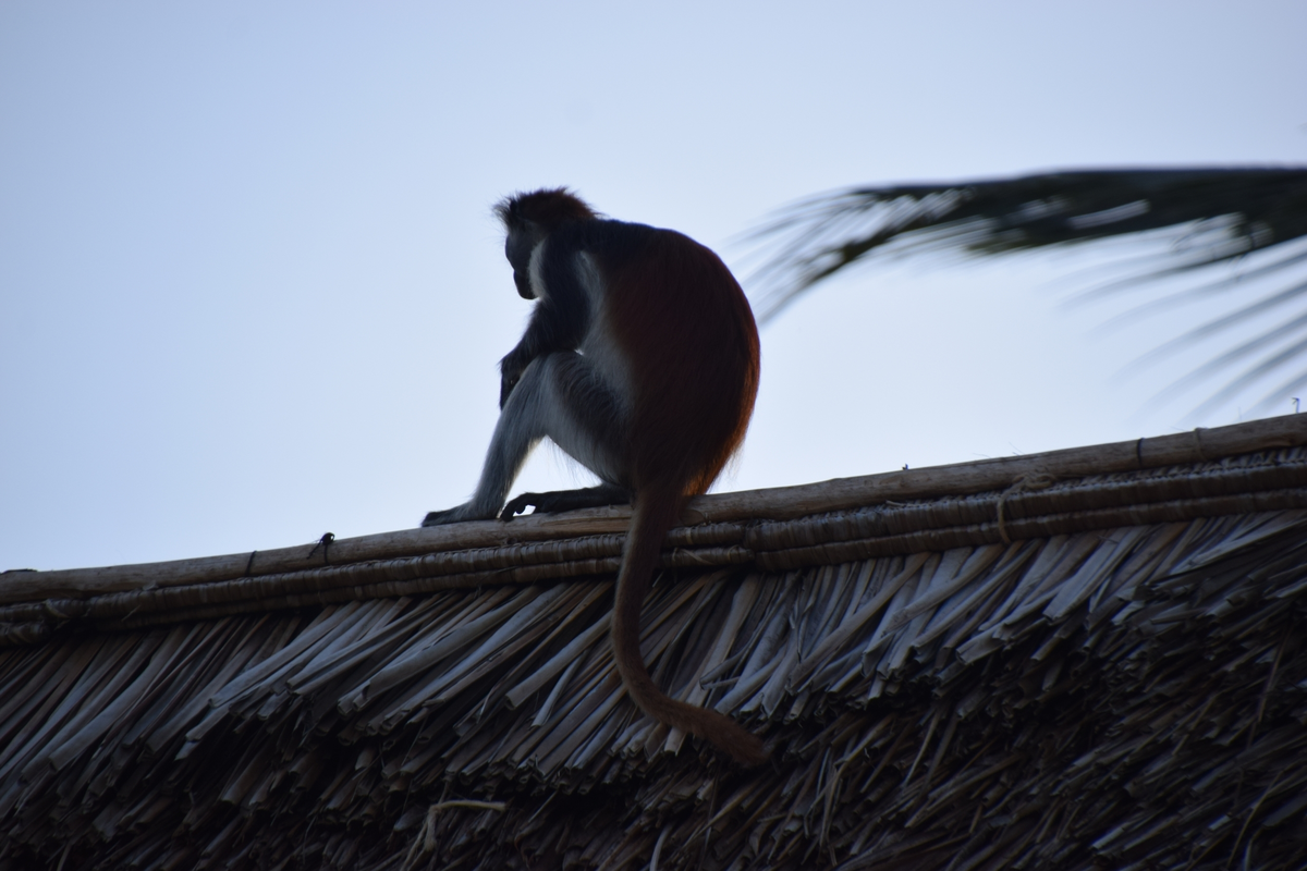 Сейчас бы просто сидеть на крыше и наблюдать, как восходит солнце, а не играть в эти ваши человеческие игры...