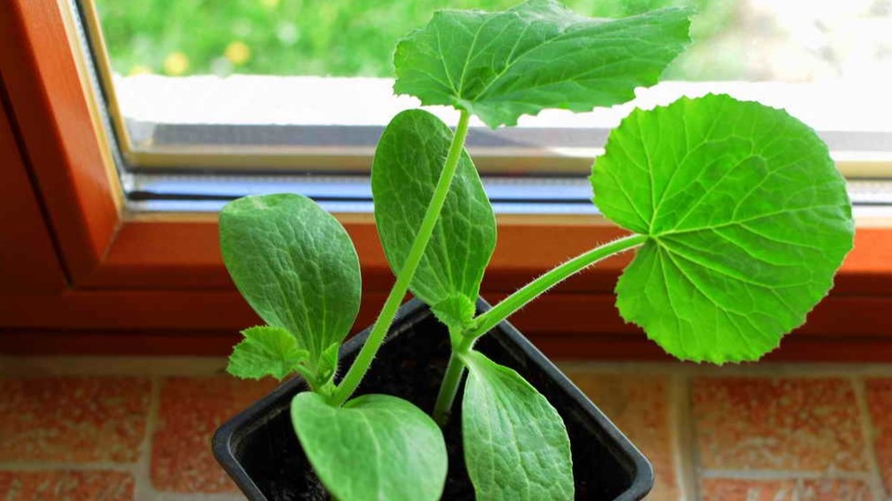 Рассада кабачков