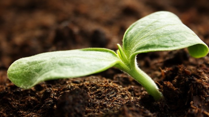 День 4. Петельки появились — пленку снял сразу. Стаканчики 0,5 л, грунт 1:1. Теперь главное — свет и тепло