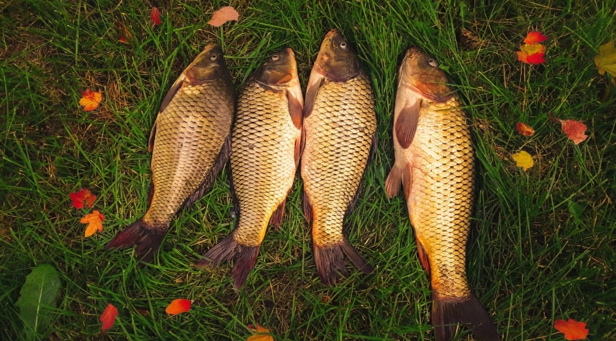 Летние карпы