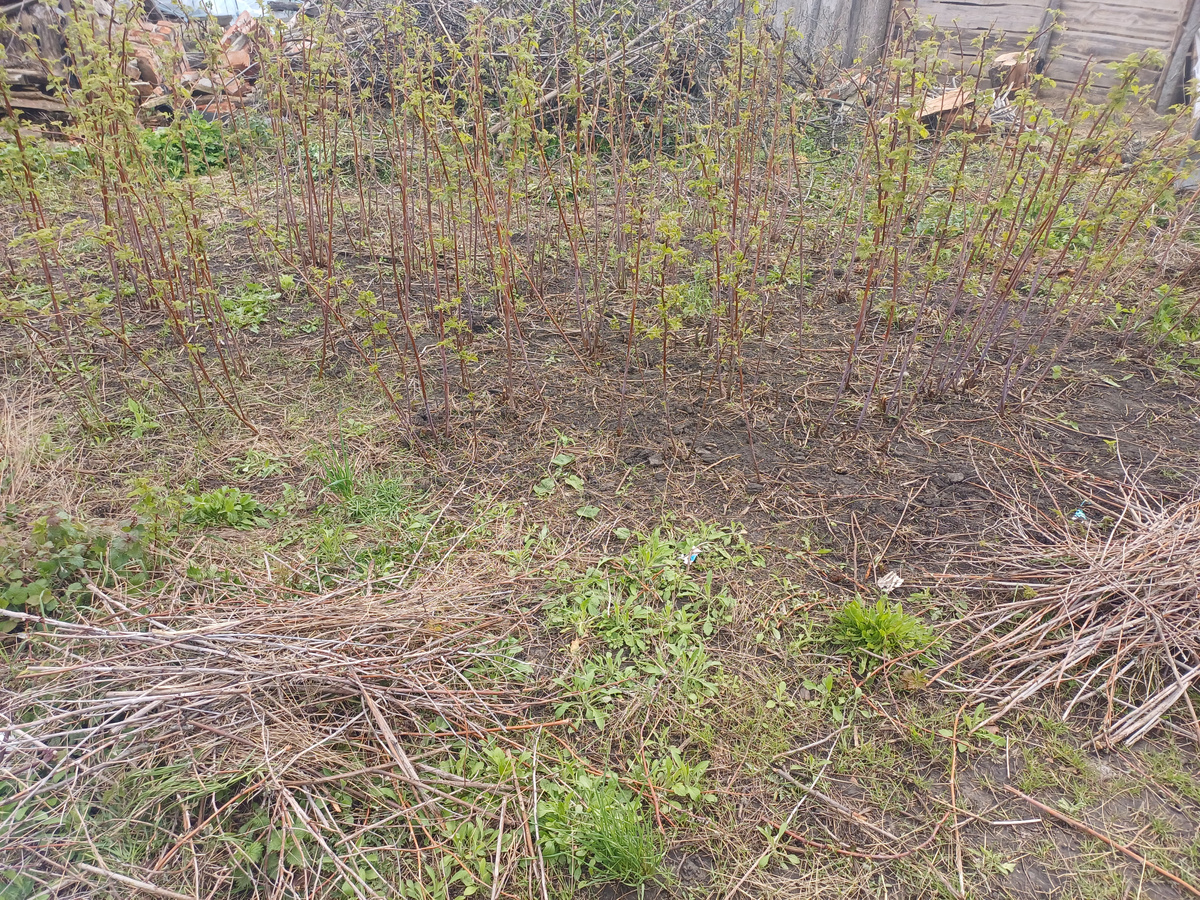 Эта малина просто растет зарослями