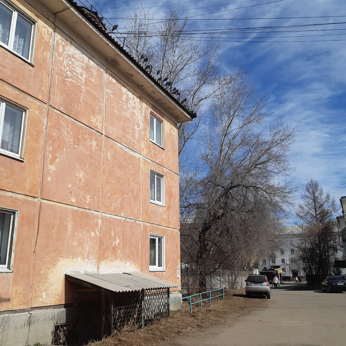 Голуби нашего города 