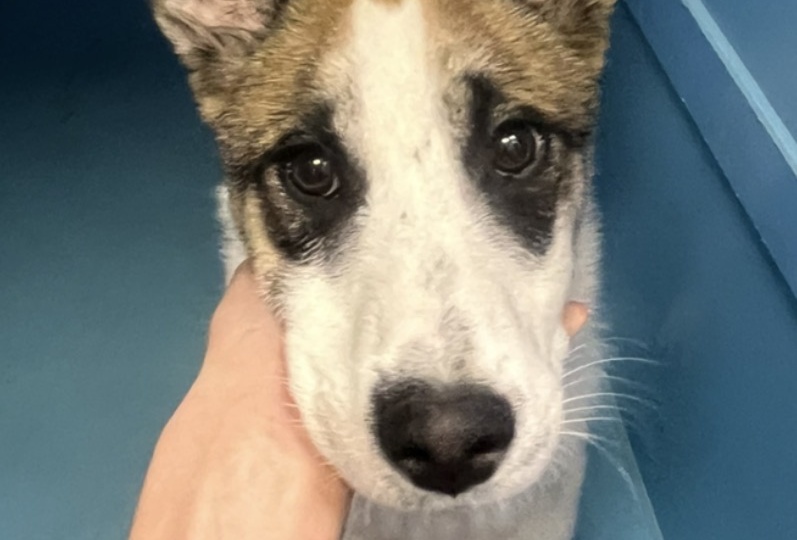 Бим. Вернули домашнего. Щенок стал ненужны