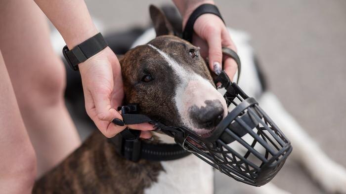 Обложка © Shutterstock / FOTODOM / Reshetnikov_art